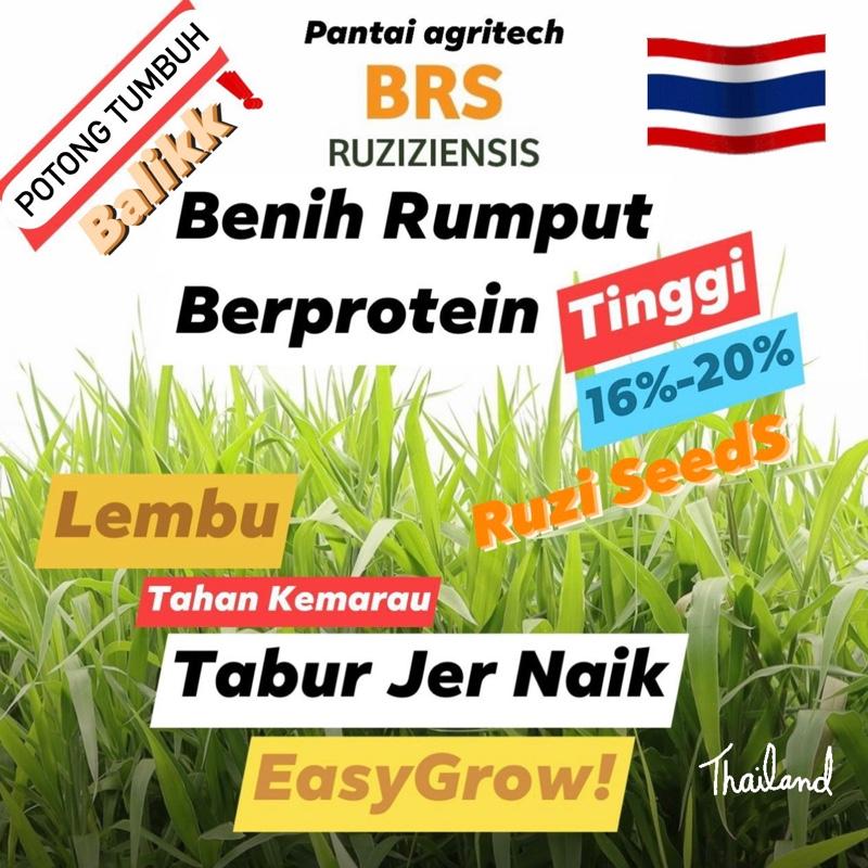 1KG Biji Benih Rumput Ruzi Grass Seeds Thailand Rumput Ragu - TikTok ...