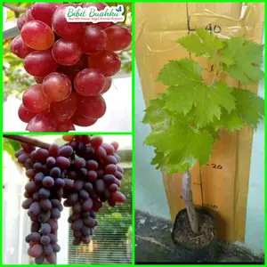 bibit anggur impor super manis, sudah hasil okulasi/grafting cepat berbuah