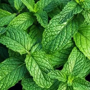 Daun mint segar petik langsung 250 gram
