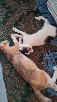 Product Review of Holycatlabs Goodbye Flu 1 Obat 3 Solusi Mengobati Flu Berat, Batuk, dan Demam Kucing 10ml from t**a s**i 0