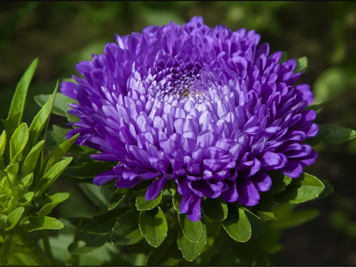 Biji Benih Bunga Aster Blue White Isi 5 Biji Biji Bunga Aster, Biji Bunga Murah, benih bunga murah, Biji Aster, Bunga Aster