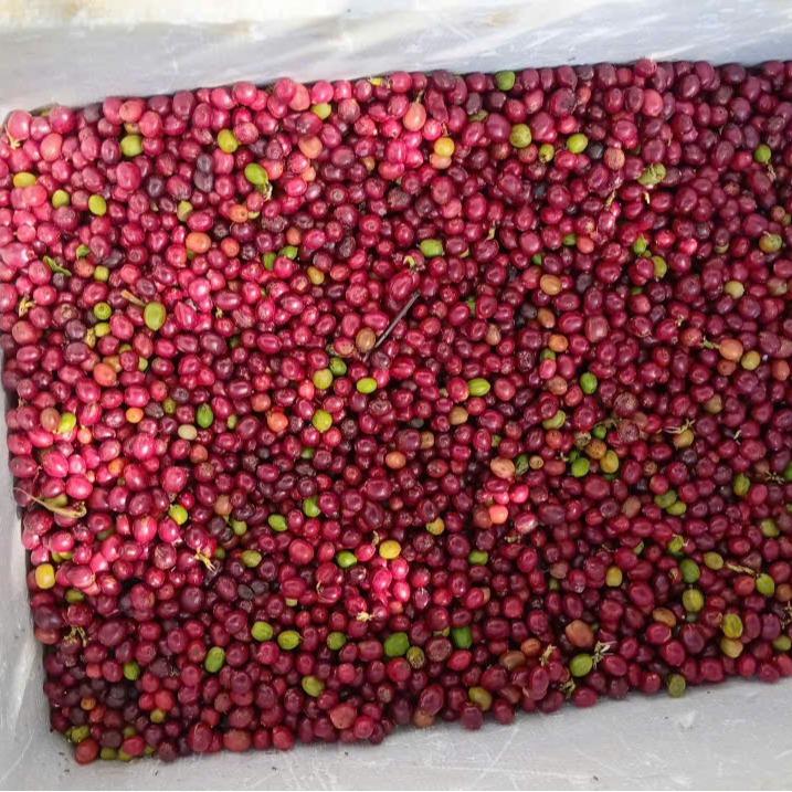 500g Cafe Robusta rang mộc thuần hương vị tự nhiên, không tẩm ướp hương liệu, ( A . C Note bột hay nguyên hạt khi đặt hàng để shop giao đúng yêu cầu nha )