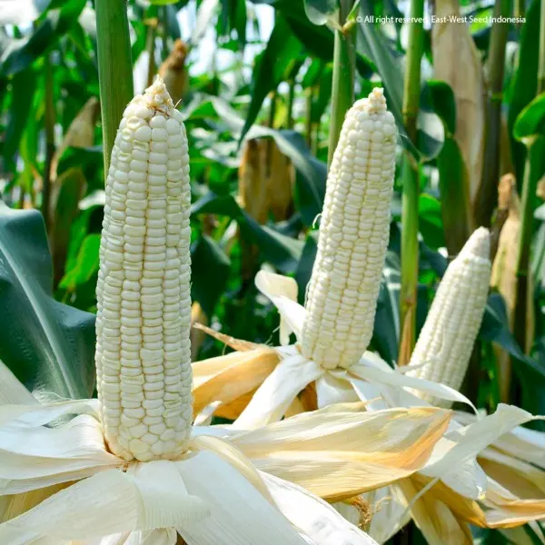 Jagung putih kering kemasan 1kg bersih.. 2