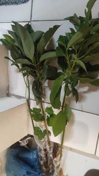 Product Review of Bibit Tanaman Alpukat Aligator from L**( 0