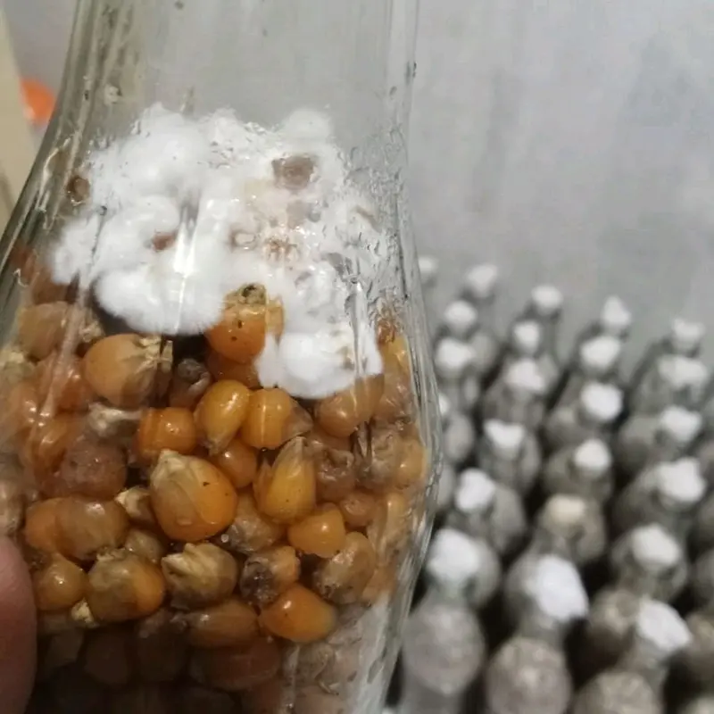bibit f2 jamur tiram kemasan botol 2