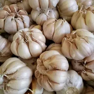 bawang putih sinco kering bersih