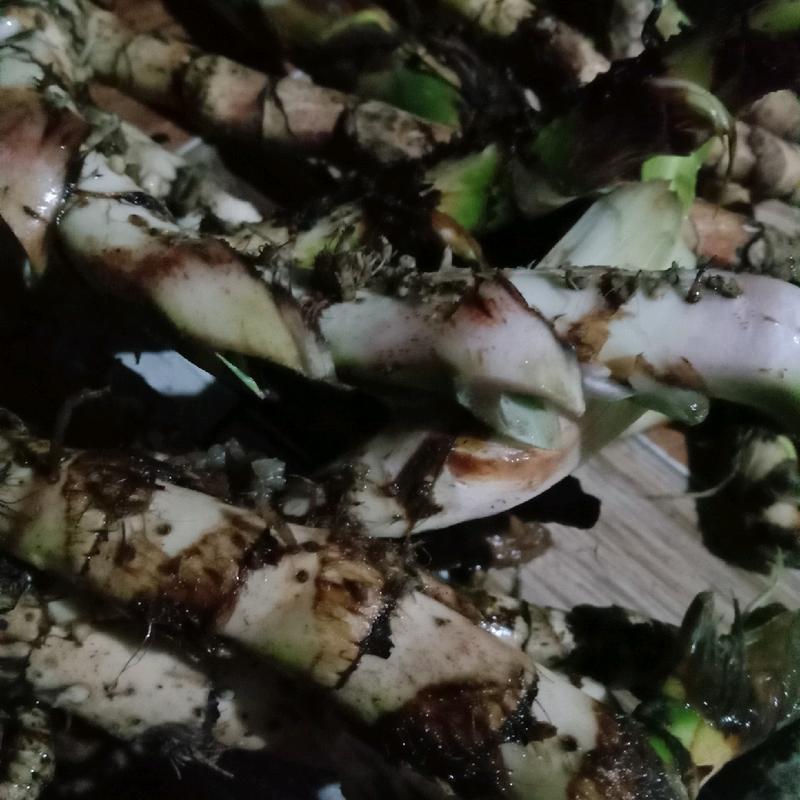 dlingo segar 100 gr,jeringau,dlingu 4