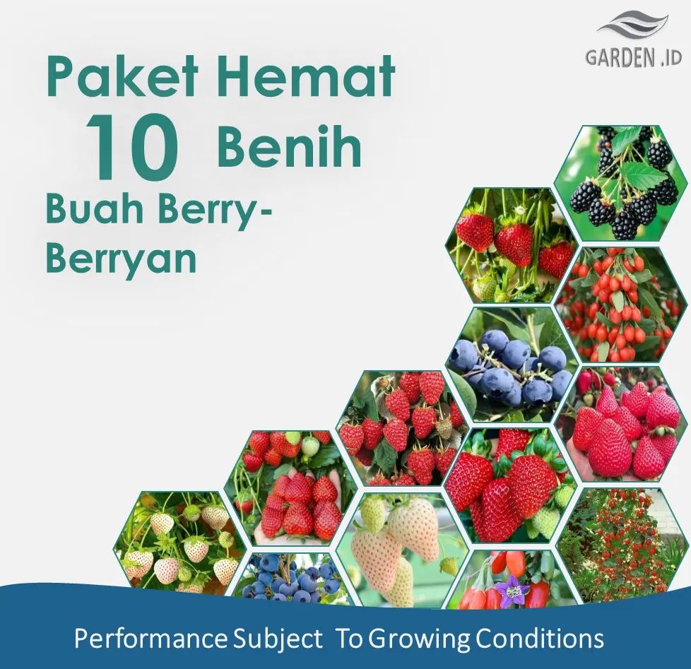Benih Bibit Buah Berry Paket 10 Macam Benih Strawberry Jumbo Putih Blueberry Lengkap
