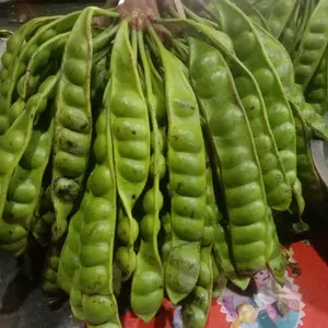 PETE PADI TUA UKURAN MINI KECIL 15 ppn