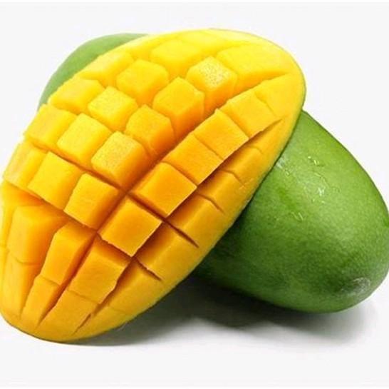 BENIH MANGGA MANALAGI ( bibit mangga manalagi ) 2