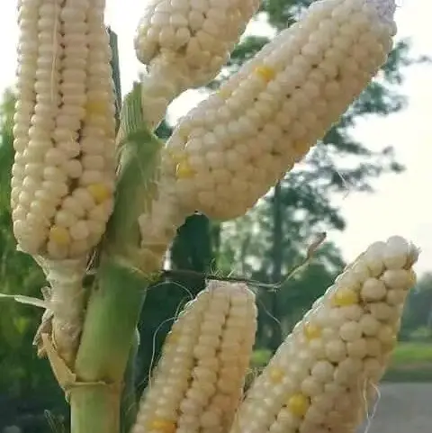 Jagung putih kering kemasan 1kg bersih.. 3