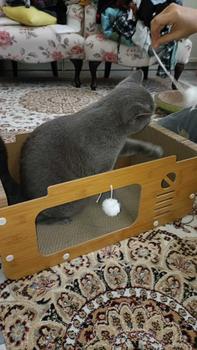 Product Review of Scratch-Resistant Cat Litter Board and Four Seasons Cat House Wood Sofa Cat Toys Non-Crumbling Pet Litter from N**i 1