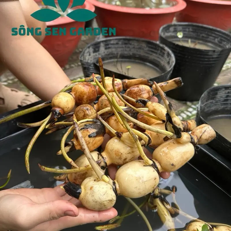 Combo 5 Củ Sen Giống Củ Mầm Tốt-Hoa Trắng Hồng Dễ Trồng Tiết Kiệm Chi Phí Tạo Hồ Sen Đẹp