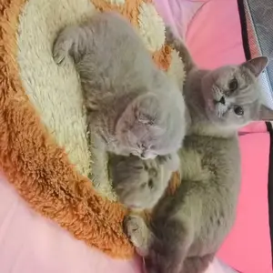 Tenda Lipat Portable untuk Kucing & Anjing - Rumah Kucing Outdoor, Kandang Groomer, Cat Sleeping Bag Multifungsi (Playpen & Rumah Melahirkan) Tersedia Varian Alas Urine (Pet Pad)