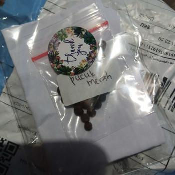 Product Review of 20 BUTIR BENIH TANAMAN PUCUK MERAH (sudah dikupas,siap tanam) from A**i 0