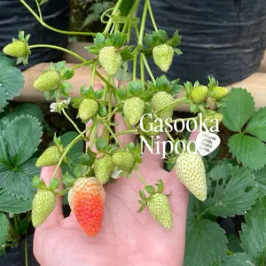 Varietas Delife Bibit Tanaman Stroberi Hybrida (Delizzimo x Festival)