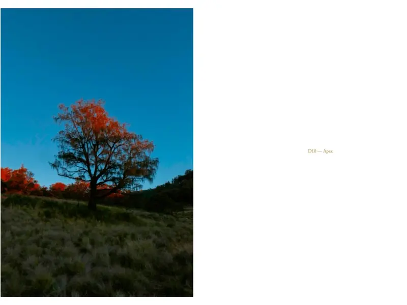 PROPHECY by Mikael Aldo — A dark yet tender, hazy yet precise photobook 5