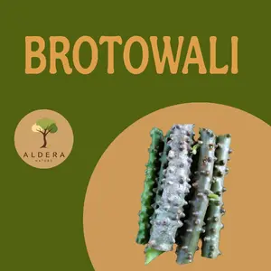 Brotowali / Batrawali Segar Pahit ( 100 gr )