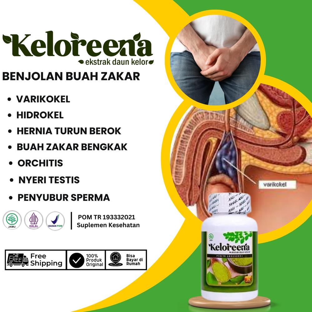 Keloreena Atasi Varikokel Buah Zakar Bengkak Sebelah Hidrokel Hernia Turun Berok Sakit Buah Zakar Nyeri Testis - 50 Kapsul