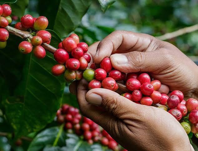 5 Bibit Benih Kopi Robusta Super Unggul 3
