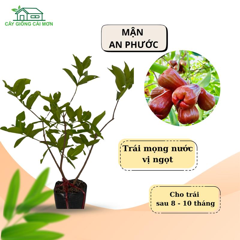  Cây giống mận An Phước  roi An Phước  năng suất cao 