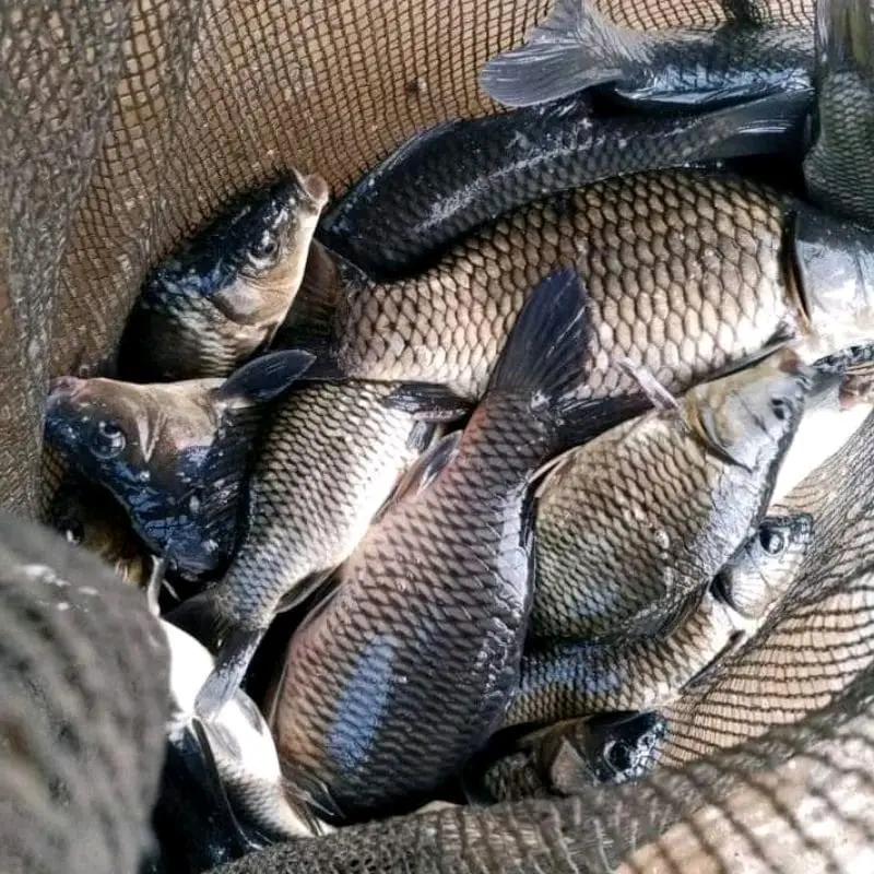 Essen Ikan Oplosan NH Mancing Akasia Pisang Target Ikan Indukan 30ml 010 Umpan 1