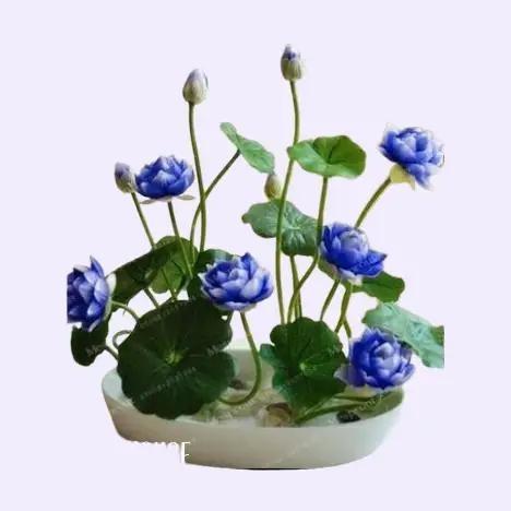isi 20 Biji Bunga Lotus Teratai Mini Jepang, Kualitas Biji Unggul untuk Pertumbuhan Optimal Bunga Tanaman Alami Benih 2