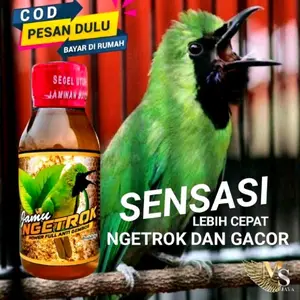 JAMU NGETROCK MS JAYA,PENGGACOR CUCAK IJO,CEPAT ON