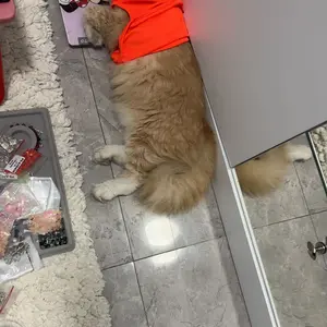 Baju Kucing Lucu Tema GoCat – Outfit Anabul Parodi Driver Gokil