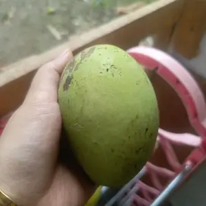 Mangga Segar dan Berkualitas Tinggi - Buah Manis dan Lembut untuk Keseharian Anda
