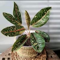 Gambar tanaman hias aglonema aglaonem donacarmen Daun dari Gita Rosalia Store95 Kab. Bogor 5 Tokopedia
