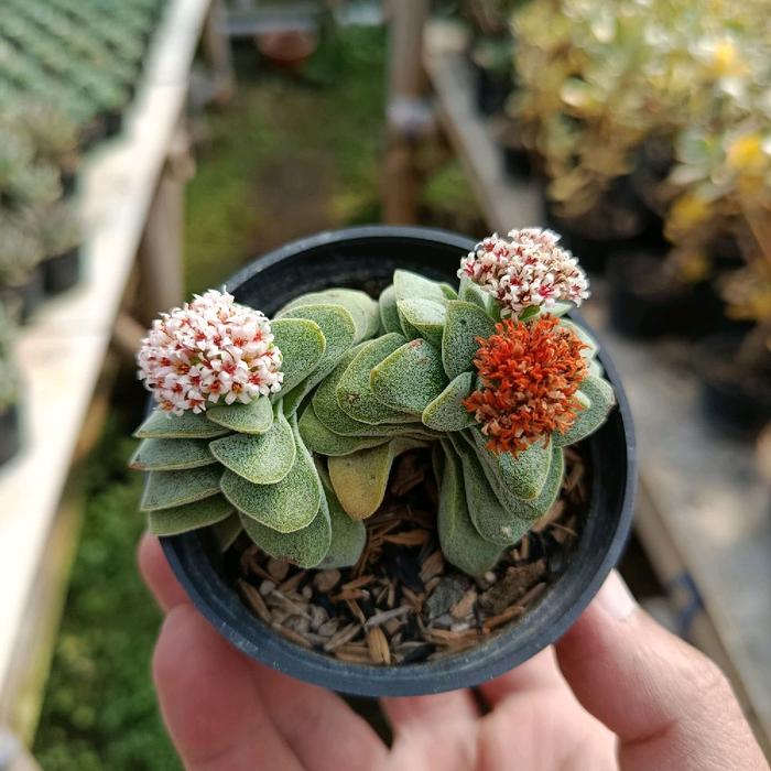 kaktus säulenkaktus Cereus peruvianus