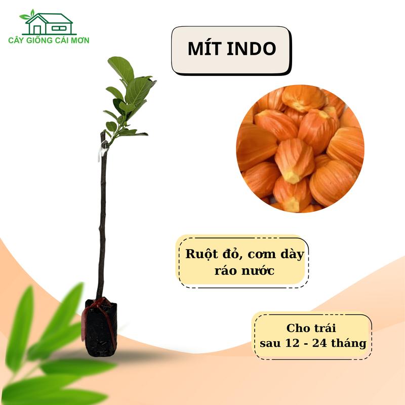  Cây giống mít Indo ruột đỏ cây dễ trồng  dễ chăm sóc 