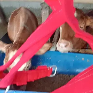 Halter Sapi || Bacok Sapi || Brangus Sapi || Tali sapi Kalung Sapi