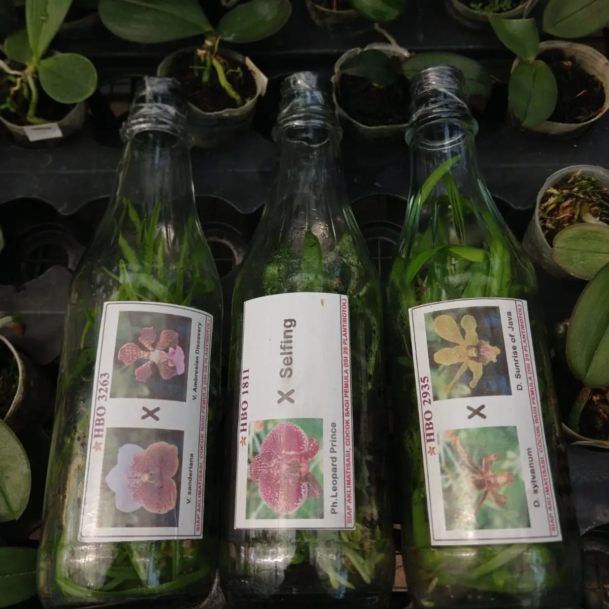 Paket 3 Botol Lebih Murah