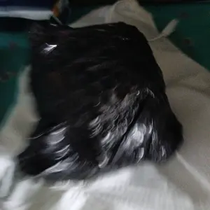 Glamonshop JR519 Jepitan Rambut Cantik Model Bunga Kamboja Hair Clip Bunga Bali Aksesori Rambut Wanita Jepit Rambut Plumeria Bunga Kamboja