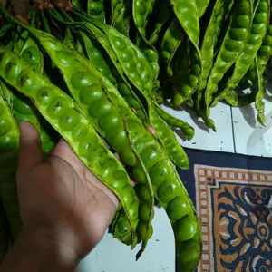 Petai Tua Isi 10 Lonjoran/papan gede real pic pilihan bagus