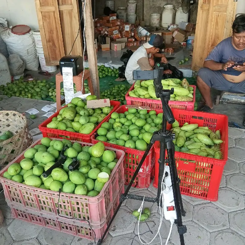 Buah mangga muda fres untuk rujak 1 kg Food 4
