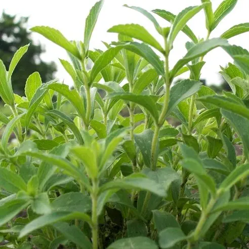 Paket 4 bibit Stevia (pemanis alami pengganti gula) 0