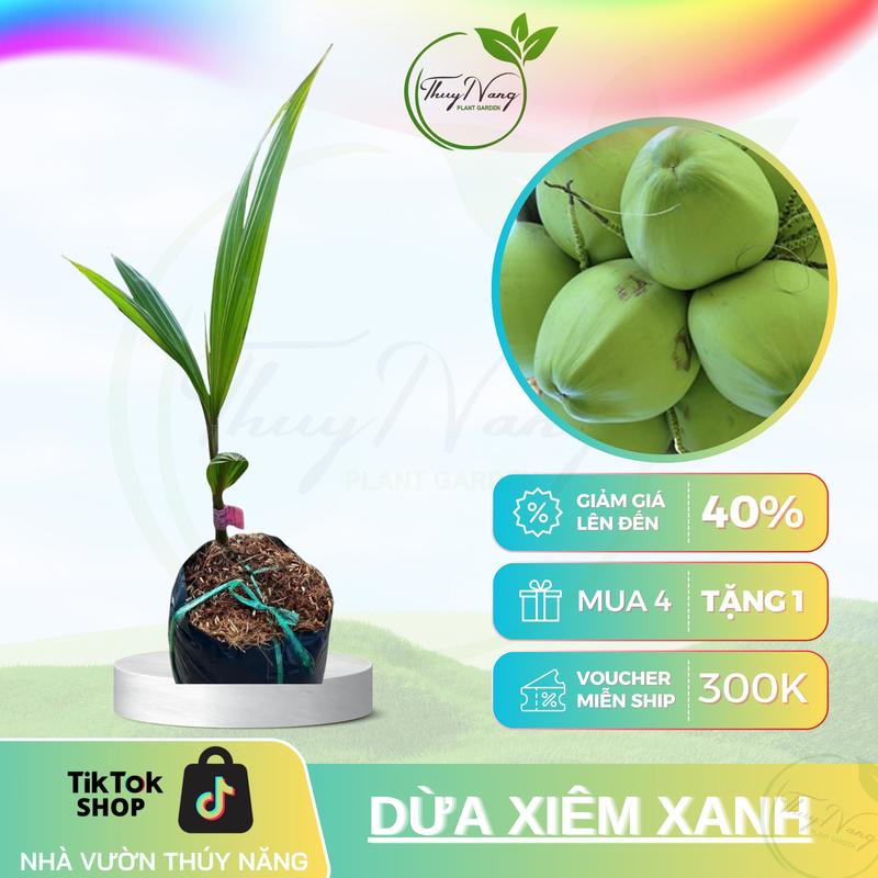  Dừa xiêm lùn xanh rặt - Giống cây giống - 