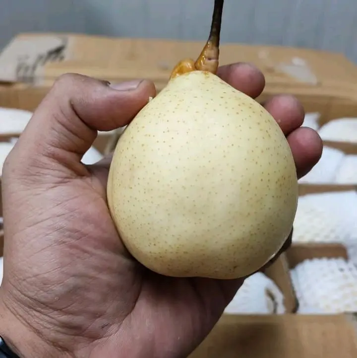 Buah Pir Yalie 1 Kg, Sumber Nutrisi untuk Pencernaan dan Sistem Kekebalan Tubuh - Zuriat, Frozen, Makanan