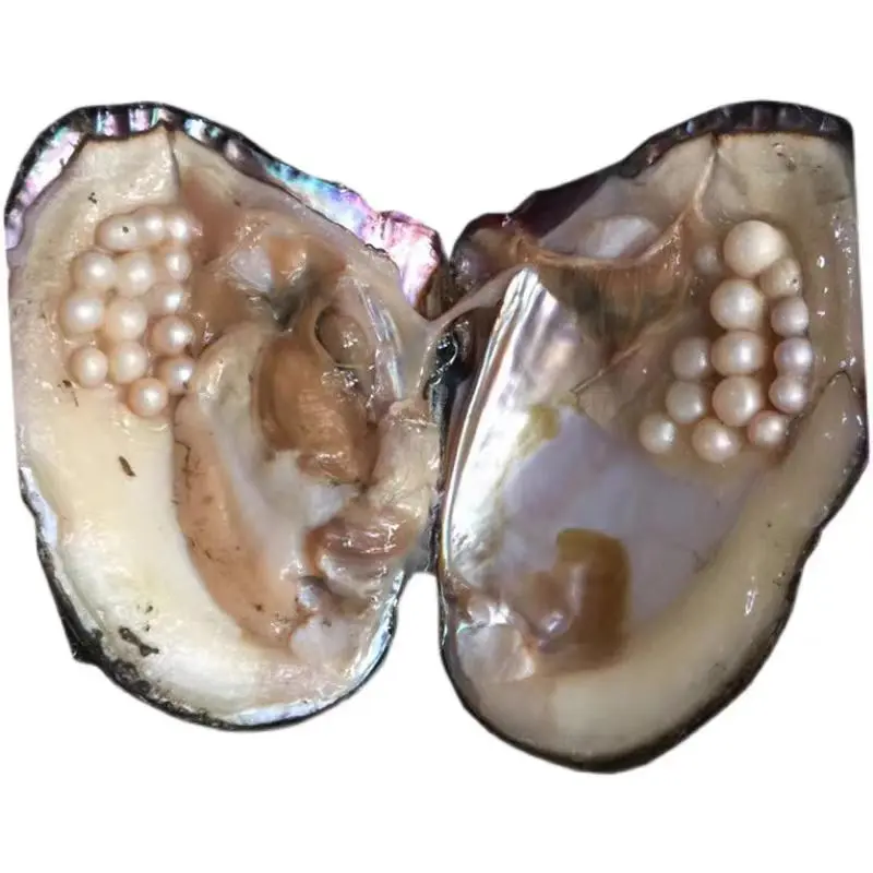 [OPEN CLAM] Seedless Pearl clam 18-25pcs in one clam(5-8mm)