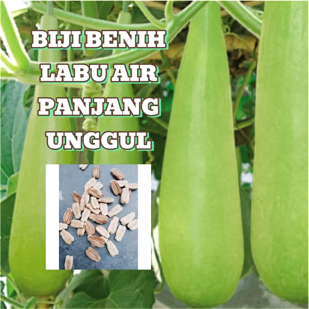 30 biji benih labu air panjang besar/ kukuk unggul asli