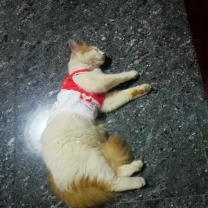 Baju Kucing Lucu Kostum Hewan Peliharaan Indonesia HUT 80 Kaos 17an – Nyaman & Anti Gerah | Ukuran XS S M L XL