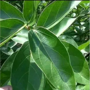 DAUN Cincau hijau untuk membuat cincau obat panas dalam isi 50 lembar Segar