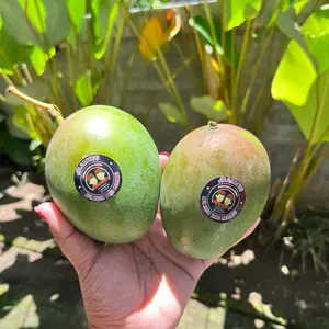 Mangga Mengkal Kriuk - Makanan Segar dan Lezat untuk Anda - Frozen