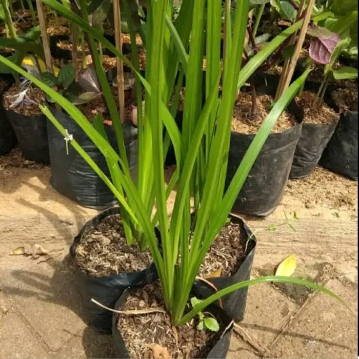 Bibit Delingo/jaringao Artificial - siap kirim