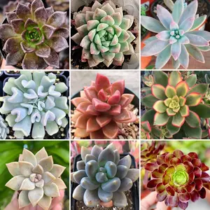 Kaktus Sukulen Mini Murah Bebas Pilih