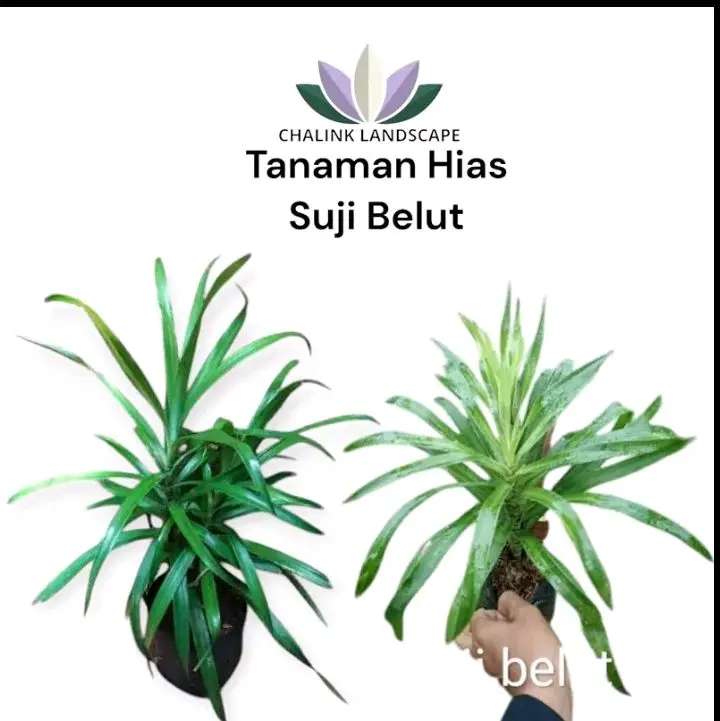 Tanaman hias suji - tanaman suji Belut - pohon kaya manfaat