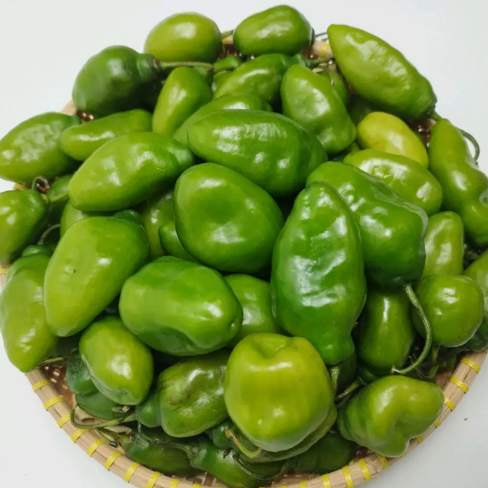 Cabe gendot hijau fresh Ciwidey 500 gram-  Cabai